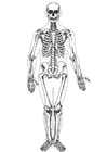 human skeleton