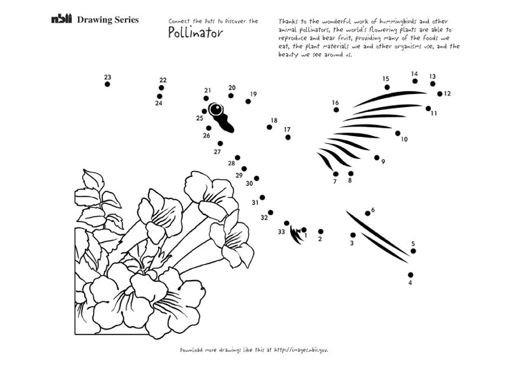 Coloring page hummingbird