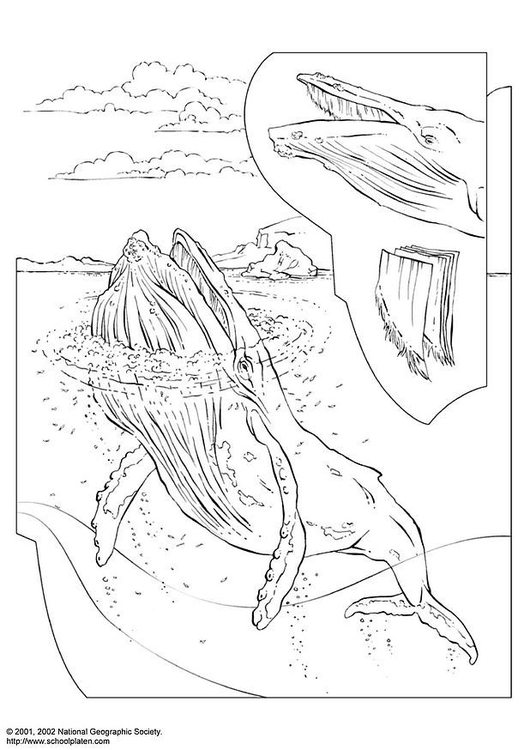 Coloring page humpback whale