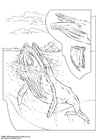 Coloring page humpback whale