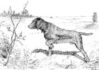 Coloring page hunting dog