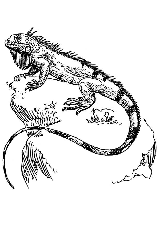 Download Coloring Page iguana - free printable coloring pages