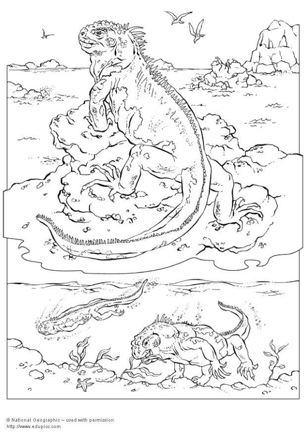 Coloring page iguana