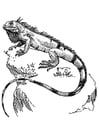 Coloring pages iguana