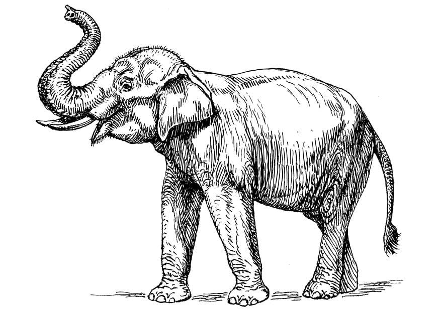 Coloring page indian elephant