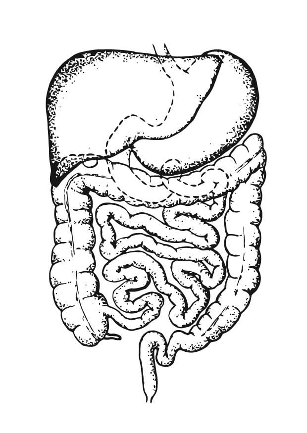 Coloring page intestines