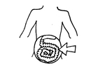 Coloring page intestines