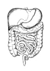 Coloring pages intestines