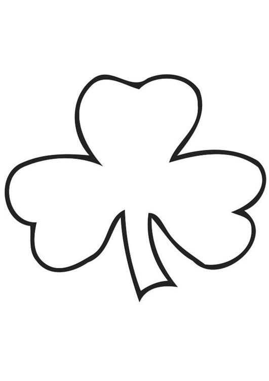 Irish clover - Shamrock