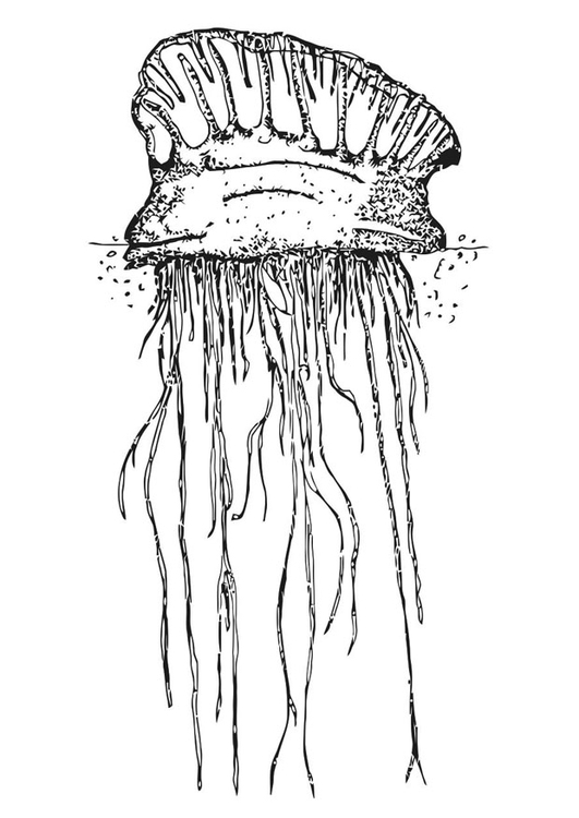 Coloring page jellyfish