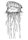 Coloring page jellyfish