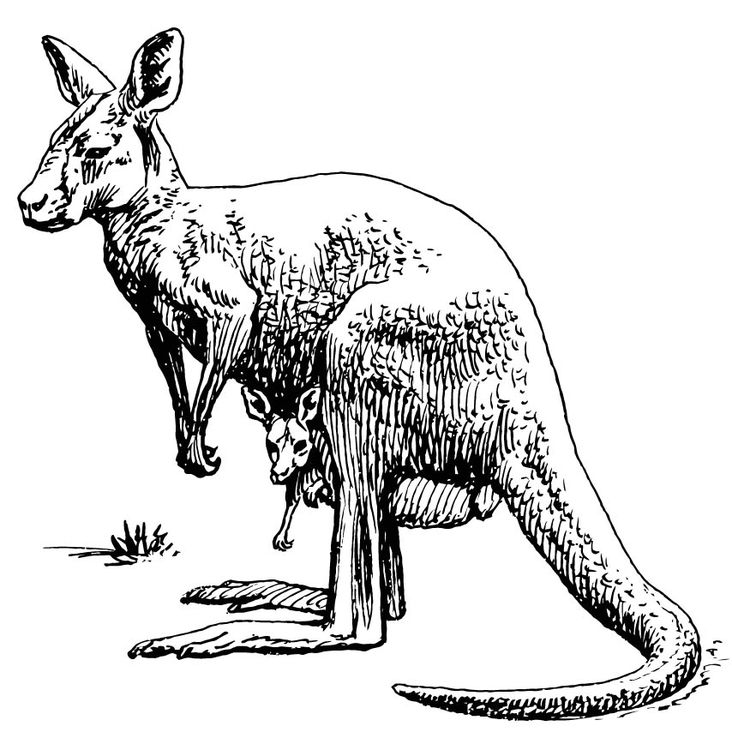 Coloring page kangaroo