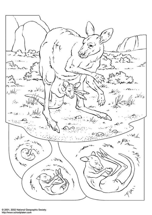 Coloring page kangaroo