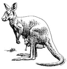 Coloring page kangaroo