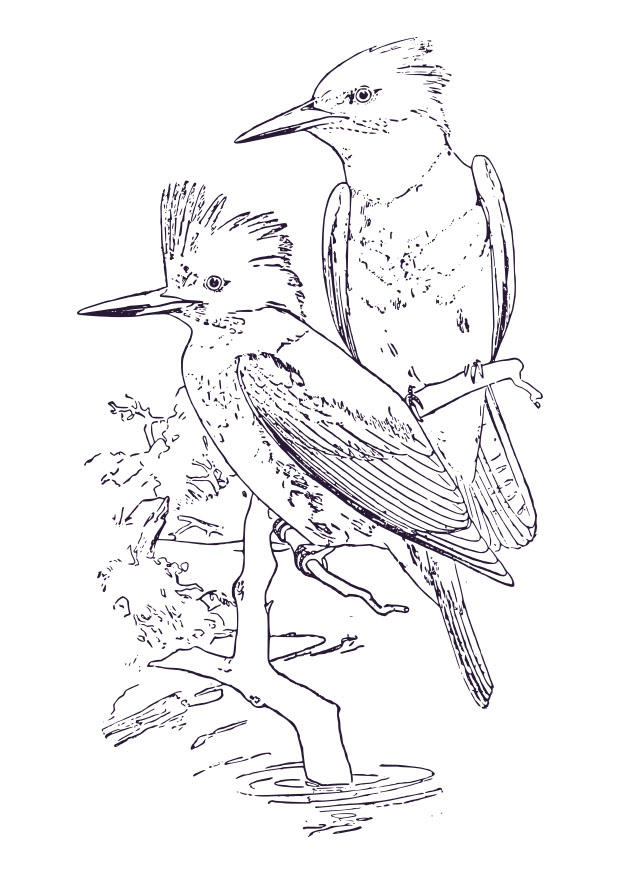 Coloring page kingfisher