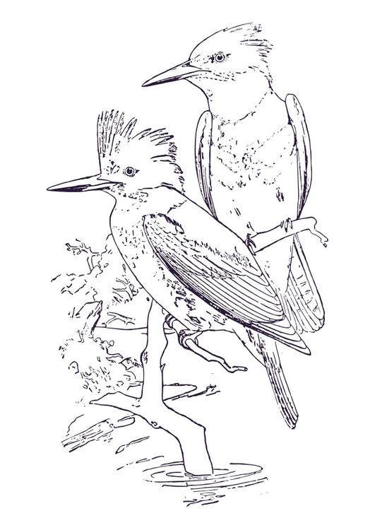 kingfisher
