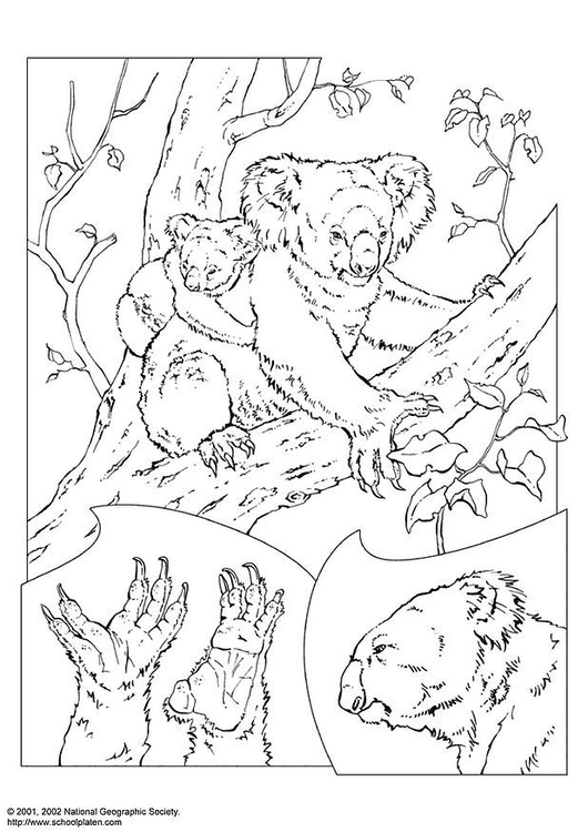 Coloring page koala