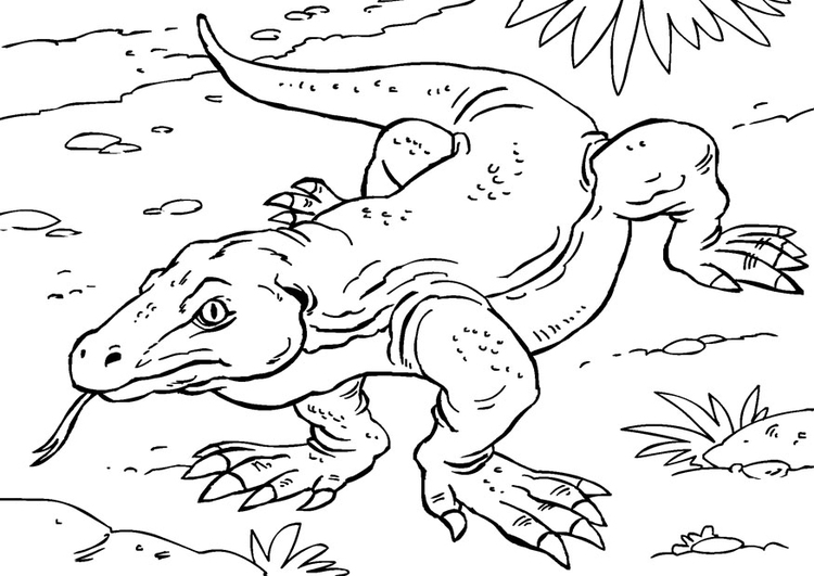 Komodo dragon coloring page - cartoonsenturin