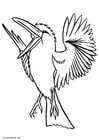 Coloring page kookaburra