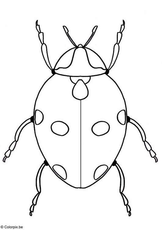 Coloring page ladybird