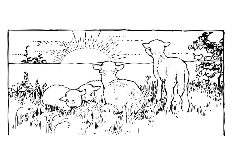 Coloring page landscape with lambs
