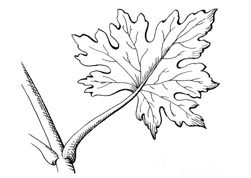 Coloring page leaf