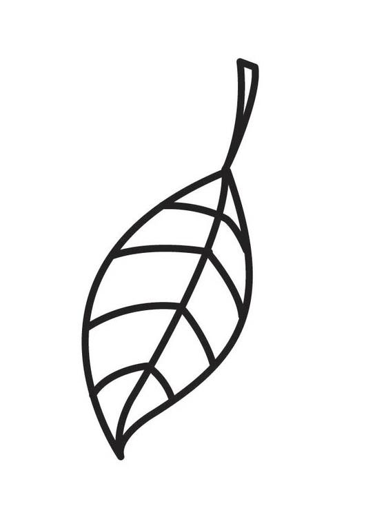 Leaf