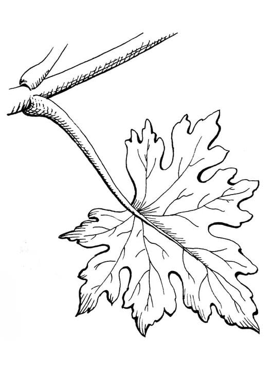 leaf