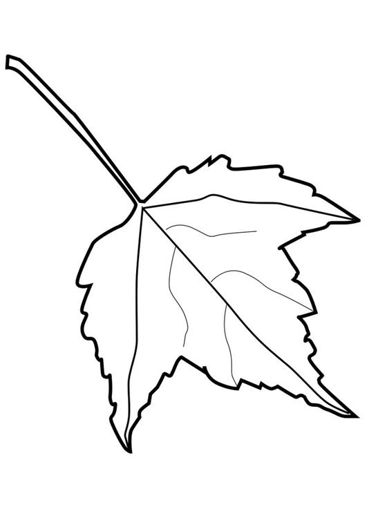 leaf