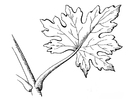 leaf