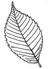 leaf