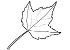 Coloring pages leaf