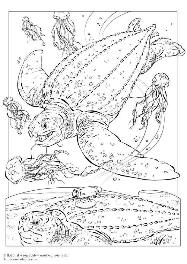 Coloring page leatherback turtle