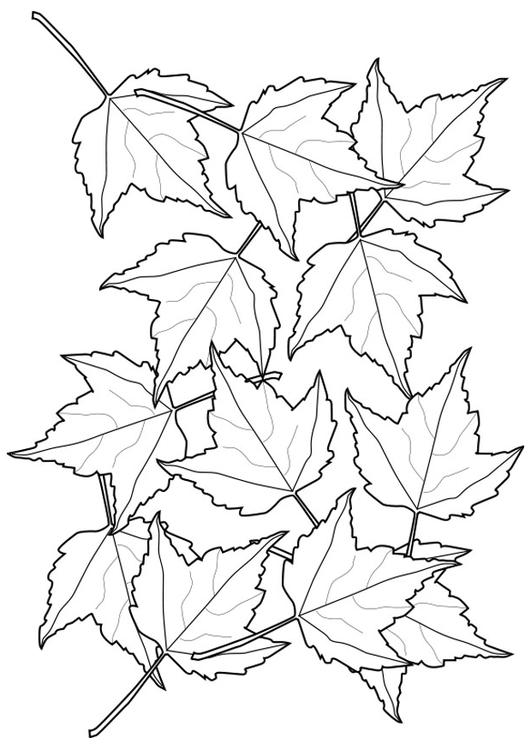 leaves