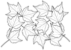 Coloring pages leaves