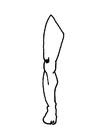 Coloring page leg