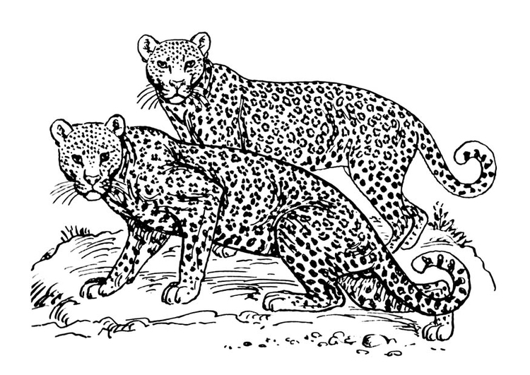 Coloring page leopard