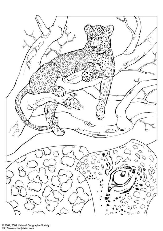 Coloring page leopard