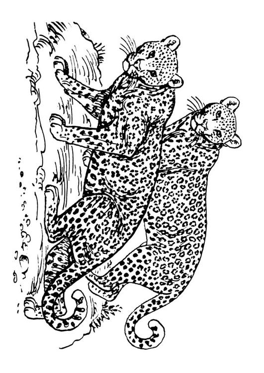 leopard