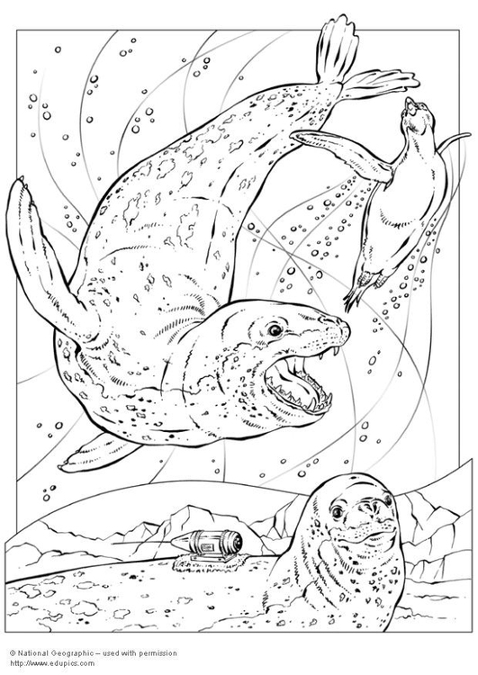 Coloring page leopard seals