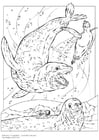 Coloring page leopard seals