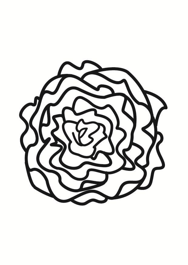 lettuce coloring page