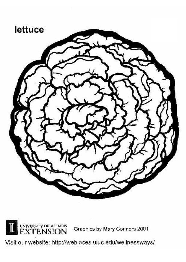 Coloring page lettuce