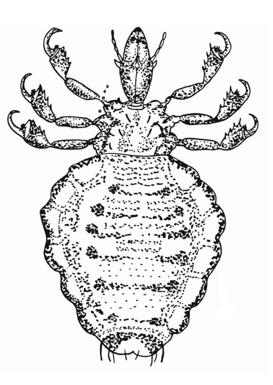Coloring page lice