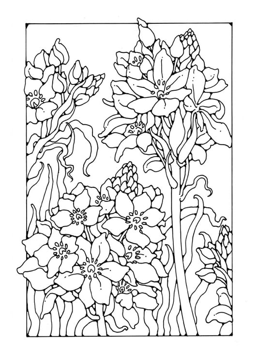 Coloring page lily