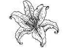 Coloring pages lily