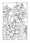 Coloring pages lily
