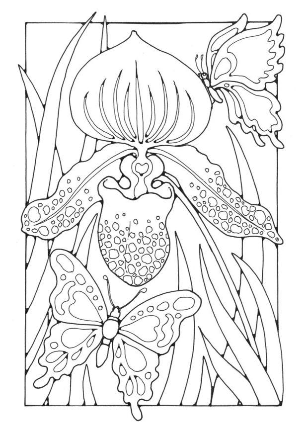 Coloring page lily with butterflies