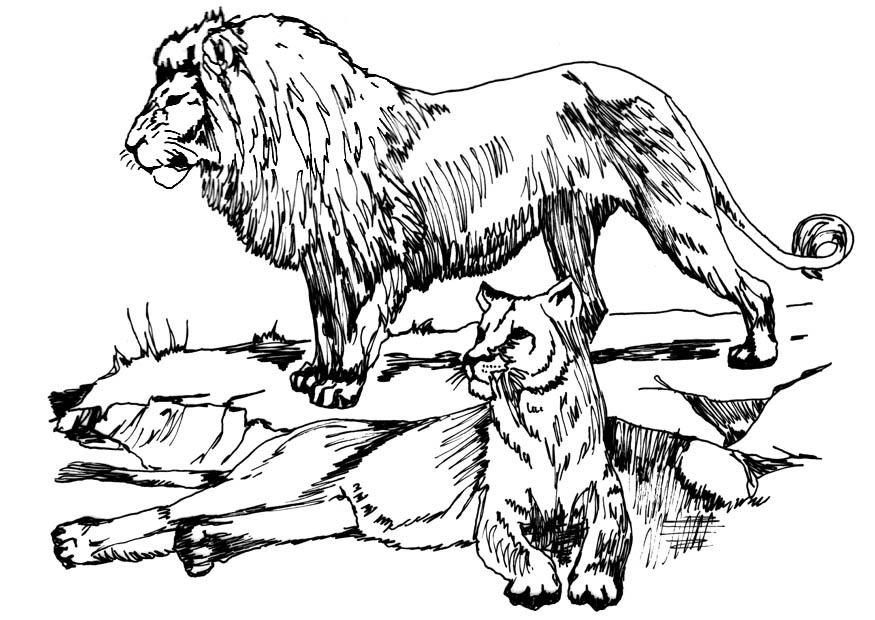Coloring page lion and lioness