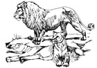 Coloring pages lion and lioness